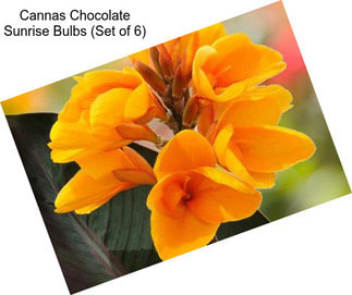 Cannas Chocolate Sunrise Bulbs (Set of 6)