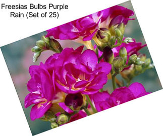Freesias Bulbs Purple Rain (Set of 25)