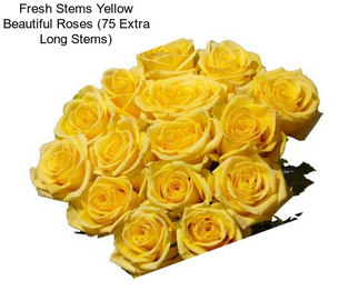 Fresh Stems Yellow Beautiful Roses (75 Extra Long Stems)