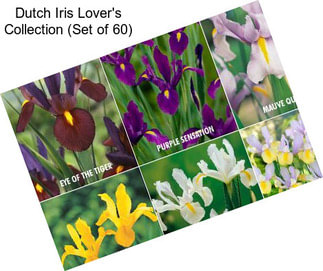 Dutch Iris Lover\'s Collection (Set of 60)