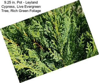 9.25 in. Pot - Leyland Cypress, Live Evergreen Tree, Rich Green Foliage