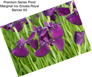 Premium Series Pond Marginal Iris Ensata Royal Banner Kit