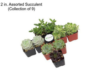 2 in. Assorted Succulent (Collection of 9)