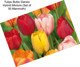 Tulips Bulbs Darwin Hybrid Mixture (Set of 50 Mammoth)