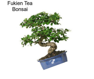 Fukien Tea Bonsai