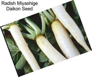 Radish Miyashige Daikon Seed