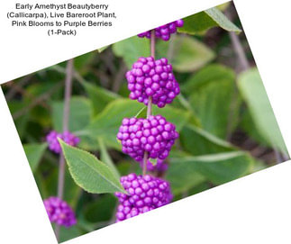 Early Amethyst Beautyberry (Callicarpa), Live Bareroot Plant, Pink Blooms to Purple Berries (1-Pack)