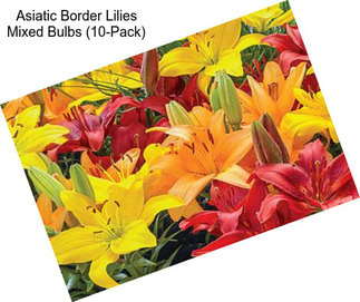 Asiatic Border Lilies Mixed Bulbs (10-Pack)