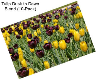 Tulip Dusk to Dawn Blend (10-Pack)