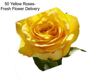 50 Yellow Roses- Fresh Flower Delivery