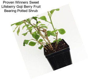 Proven Winners Sweet Lifeberry Goji Berry Fruit Bearing Potted Shrub