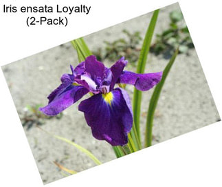 Iris ensata Loyalty (2-Pack)