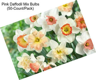 Pink Daffodil Mix Bulbs (50-Count/Pack)