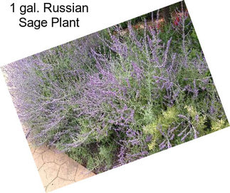 1 gal. Russian Sage Plant