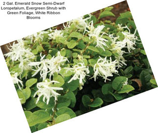 2 Gal. Emerald Snow Semi-Dwarf Loropetalum, Evergreen Shrub with Green Foliage, White Ribbon Blooms