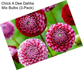 Chick A Dee Dahlia Mix Bulbs (3-Pack)