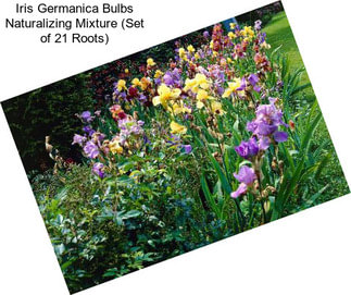 Iris Germanica Bulbs Naturalizing Mixture (Set of 21 Roots)