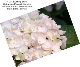 1 Gal. Blushing Bride Hydrangea(Macrophylla) Live Deciduous Shrub, White Blooms Blush to Blue or Pink