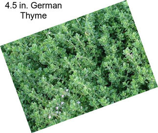 4.5 in. German Thyme