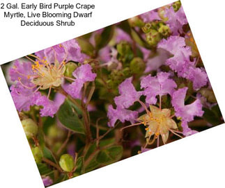 2 Gal. Early Bird Purple Crape Myrtle, Live Blooming Dwarf Deciduous Shrub