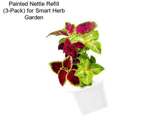 Painted Nettle Refill (3-Pack) for Smart Herb Garden