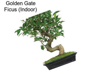 Golden Gate Ficus (Indoor)