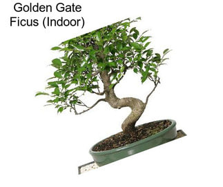 Golden Gate Ficus (Indoor)