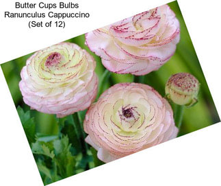 Butter Cups Bulbs Ranunculus Cappuccino (Set of 12)