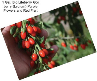 1 Gal. Big Lifeberry Goji berry (Lycium) Purple Flowers and Red Fruit