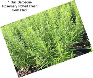 1 Gal. Barbeque Rosemary Potted Fresh Herb Plant