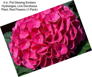 4 in. Pot Glowing Embers Hydrangea, Live Deciduous Plant, Red Flowers (1-Pack)