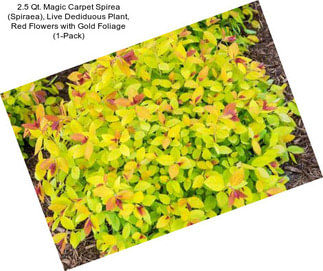 2.5 Qt. Magic Carpet Spirea (Spiraea), Live Dediduous Plant, Red Flowers with Gold Foliage (1-Pack)