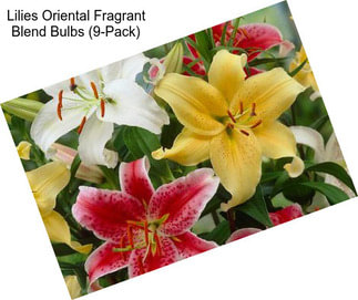 Lilies Oriental Fragrant Blend Bulbs (9-Pack)