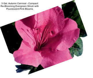 3 Gal. Autumn Carnival - Compact Re-Blooming Evergreen Shrub with Fluorescent Pink Blooms