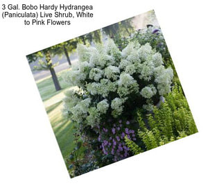 3 Gal. Bobo Hardy Hydrangea (Paniculata) Live Shrub, White to Pink Flowers