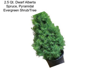 2.5 Qt. Dwarf Alberta Spruce, Pyramidal Evergreen Shrub/Tree