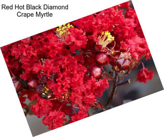 Red Hot Black Diamond Crape Myrtle
