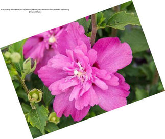 Raspberry Smoothie Rose of Sharon (Althea), Live Bareroot Plant, Hot Pink Flowering Shrub (1-Pack)