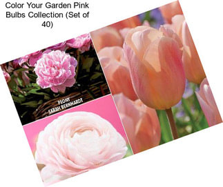 Color Your Garden Pink Bulbs Collection (Set of 40)