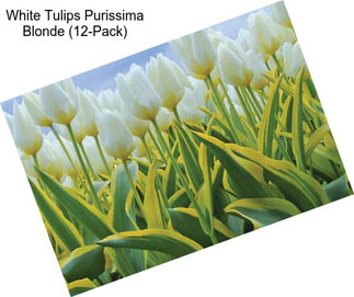 White Tulips Purissima Blonde (12-Pack)