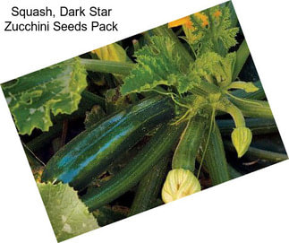 Squash, Dark Star Zucchini Seeds Pack