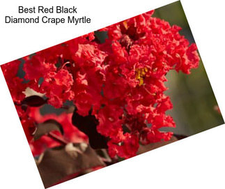 Best Red Black Diamond Crape Myrtle