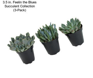 3.5 in. Feelin the Blues Succulent Collection (3-Pack)