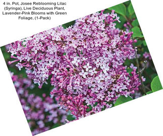 4 in. Pot, Josee Reblooming Lilac (Syringa), Live Deciduous Plant, Lavender-Pink Blooms with Green Foliage, (1-Pack)