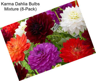 Karma Dahlia Bulbs Mixture (8-Pack)