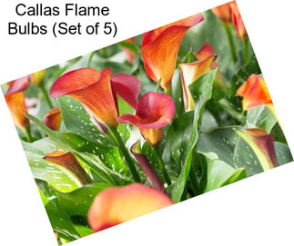 Callas Flame Bulbs (Set of 5)