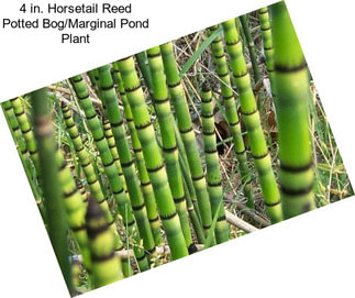 4 in. Horsetail Reed Potted Bog/Marginal Pond Plant