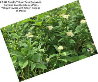 2.5 Qt. Budd\'s Yellow Twig Dogwood (Cornus), Live Deciduous Plant, Yellow Flowers with Green Foliage (1-Pack)