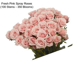 Fresh Pink Spray Roses (100 Stems - 350 Blooms)