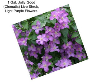 1 Gal. Jolly Good (Clematis) Live Shrub, Light Purple Flowers
